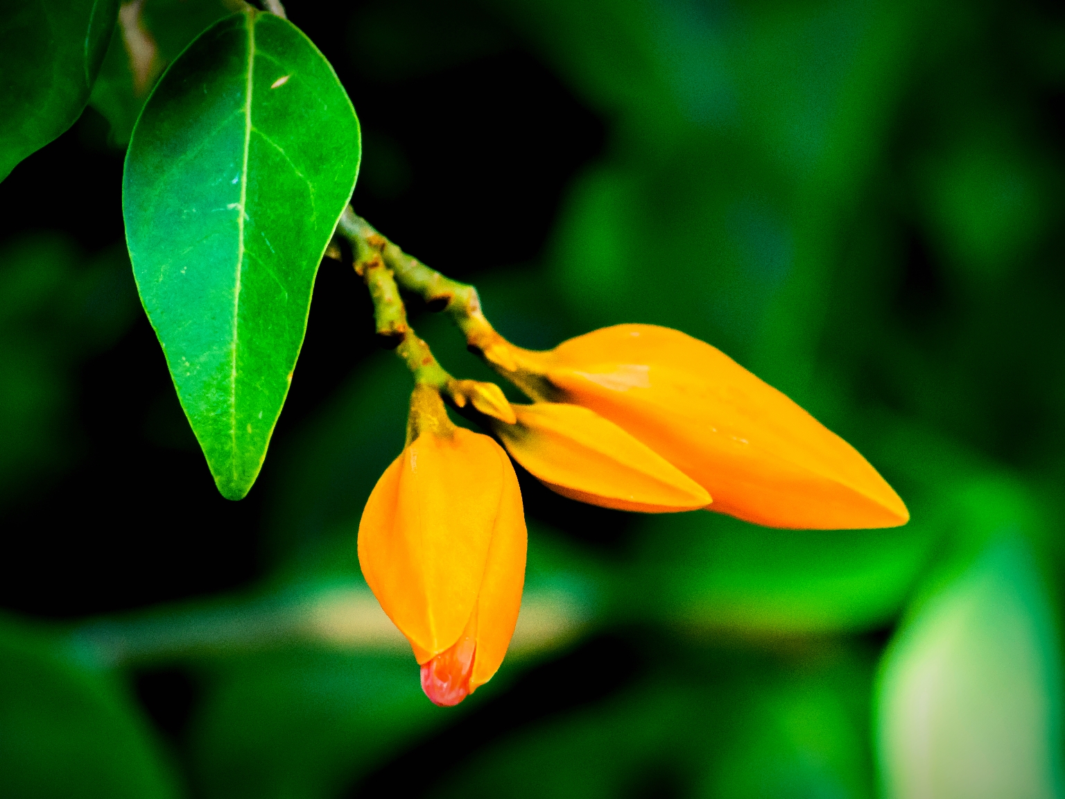 Flowers and Leaves